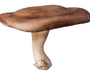 Mushrooms